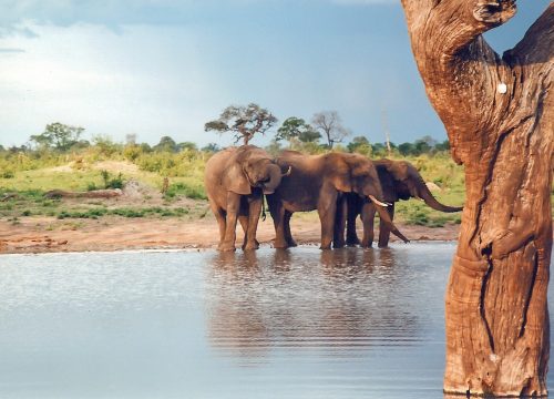 Hwange: Beyond the Safari